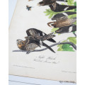Night Hawk - Plate 43 by John James Audubon