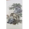 African Wild Boar. Original Limited 1798 Copper Engraving, Hand Coloured! Wildlife print of warthog.