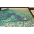 Real photo of Concorde flying over Cape Town in 1985. Framed.