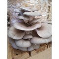 Hobby Oyster Mushrooms Training Kit