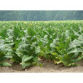 Rare Organic Seeds Smoking Tobacco Makhorka (Nicotiana Rustica) x50 Seeds