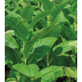 Rare Organic Seeds Smoking Tobacco Makhorka (Nicotiana Rustica) x50 Seeds