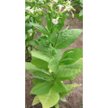 Rare Organic Seeds Smoking Tobacco `Oriental` Vostochniy. 50 Seeds