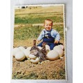 Postcard: Ostrich Eggs