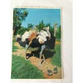 Postcard: Ostriches