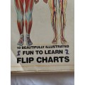 Human Anatomy flip chart
