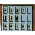 ORIGINAL SET OF INSECTS IN RESIN. INCOMPLETE. NATIONAL GEOGRAPHIC. BEAUTIFUL.