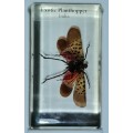 ORIGINAL COMPLETE SET OF BIG INSECTS IN RESIN. NATIONAL GEOGRAPHIC. BEAUTIFUL. 4