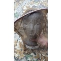 original SADF era issue nutria `mozzie` net head-net - worn to prevent insect bites and face camo