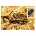 1987 RSA  South African Beetles Postcard Set