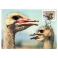 1985 South-West Africa The Ostrich Postcard Set #14 - 17 Set