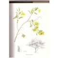 Combretaceae in Southern Africa- numbered subscriber edition