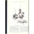 Plectranthus (Labiatae) and allied genera in Southern Africa (SIGNED)
