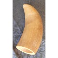Whale tooth : ivory