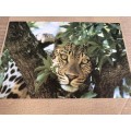 Brand new African collection Leopard 1500 pieces