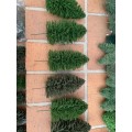 Wow large collection of quality trees - over 120 - description has individual prices
