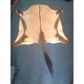 A Large African Gemsbok ( Oryx ) Hide and a Springbok smaller mat in good second hand condition.
