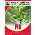 Fig Seeds