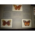 Springbok Butterflies Cigarette Cards (102A)