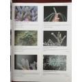 Succulents: The Illustrated Dictionary Sajeva, Maurizio, Constanzo, Mariangela