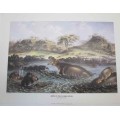 Hippo In The Zambezi River, Thomas Baines -  Numbered (150/850) Print - Collingwood Art Productions
