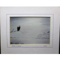 Lovely Lionel Ashley Numbered Art Print Framed In Board -Print Size 16,5cm/11cm -African Fish Eagle