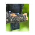 Toucan Tree Hanging
