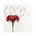 Flower Pinellia Hair Pin