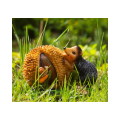Hedgehog and Snail Garden Ornament