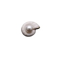 Exquisite conch pearl shaped brooch - WHT