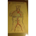 10 Anatomical Lecture Diagrams (1930)