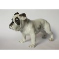 Vintage Rosenthal English Bulldog Porcelain Animal Figurine 345 c 1920 Germany Near Mint