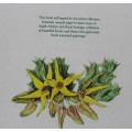Succulents of the Transvaal by David Hardy--Paintings by Anita Fabian