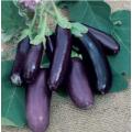 FRESH Eggplant Oriental Fingerlings-500 Grams