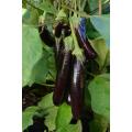 FRESH Eggplant Oriental Fingerlings-500 Grams