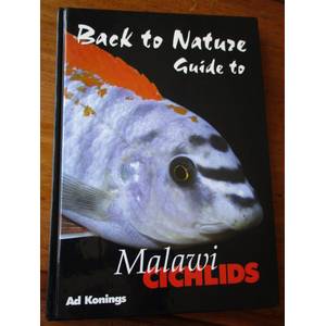 Looking For Cichlids Buy Online On Bidorbuy