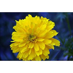 Looking For Marigold Seeds Buy Online On Bidorbuy