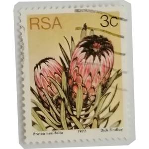 Republic of South Africa - 1 x used RSA Protea neriifolia 3c stamp ...