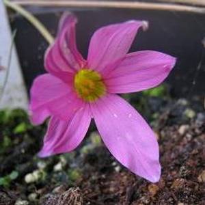 TÌNH YÊU CÂY CỎ ĐV 5 - Page 12 160714085039_Romulea%20autumnalis