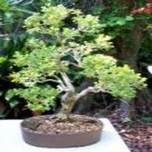 Bonsai 5 Exotic Orange Jasmine Bonsai Tree Seeds Murraya Paniculata Mock Orange Seeds Was Listed For R15 00 On 5 Apr At 18 16 By Seeds And All In Port Elizabeth Id 404974670