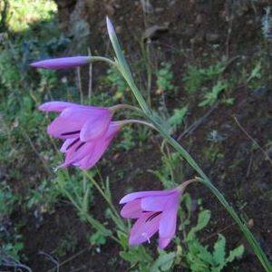 Hesperantha grandiflora Seeds - Indigenous South African Perennial Bulb Seeds From Africa