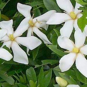 5 Gardenia cornuta Seeds - Natal Gardenia - Indigenous Shrub or Small Tree - New