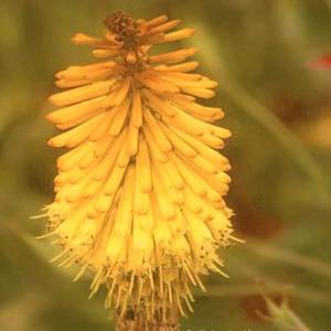 Kniphofia splendida Seeds - Sow Spring + FREE Seeds with ALL Orders - Indigenous Bulb Seeds