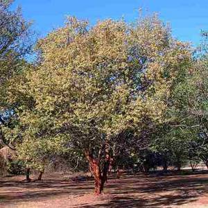 Albizia harveyi Seeds - Sickle-leaved Albizia Tree Seeds - Indigenous