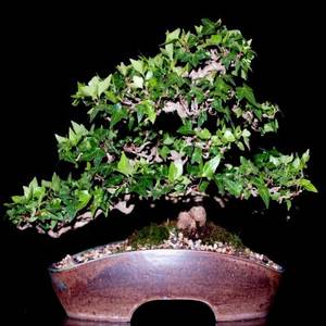 Hedera helix Bonsai Seeds - English Ivy + FREE Bonsai eBook and FREE Seeds with ALL orders!
