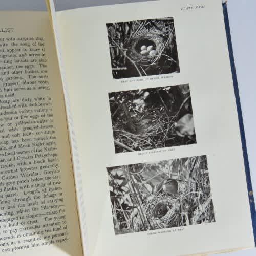The Young Naturalist - a Guide to British Animal Life by W.Percival Westell