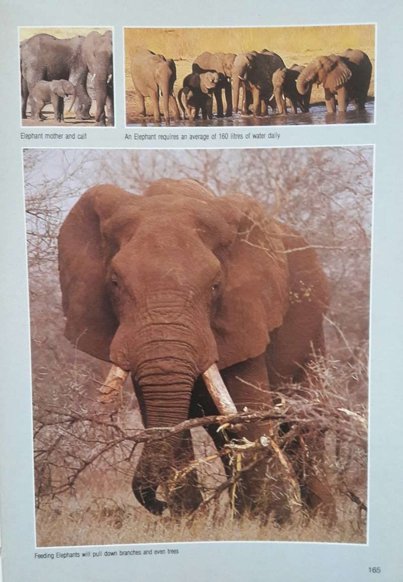 Natural Science - Field Guide _ Mammals - Chris and Tilde Stuart for ...
