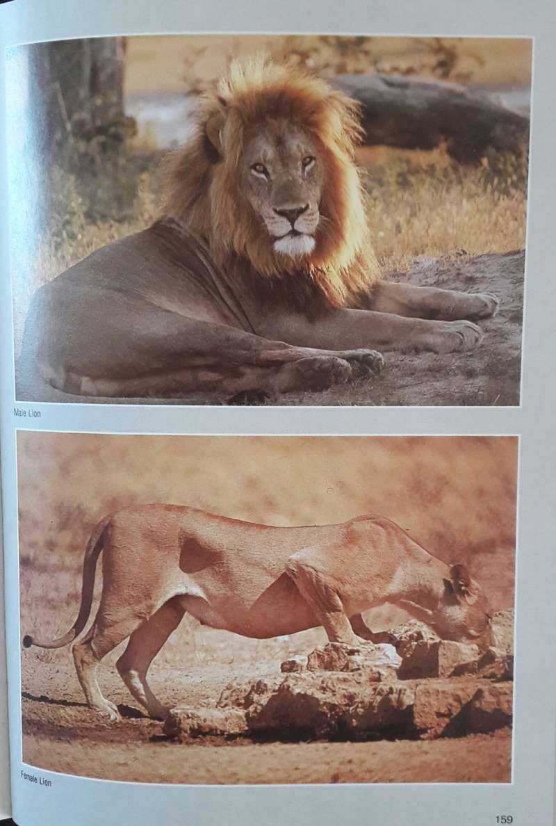 Natural Science - Field Guide _ Mammals - Chris and Tilde Stuart for ...