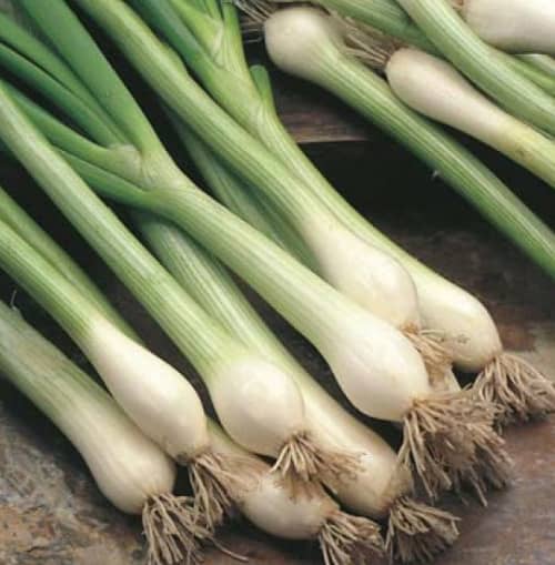 Spring onion `white lisbon` - 300 seeds