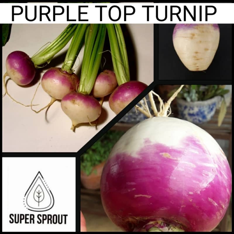 PURPLE TOP TURNIP x 50+ seeds